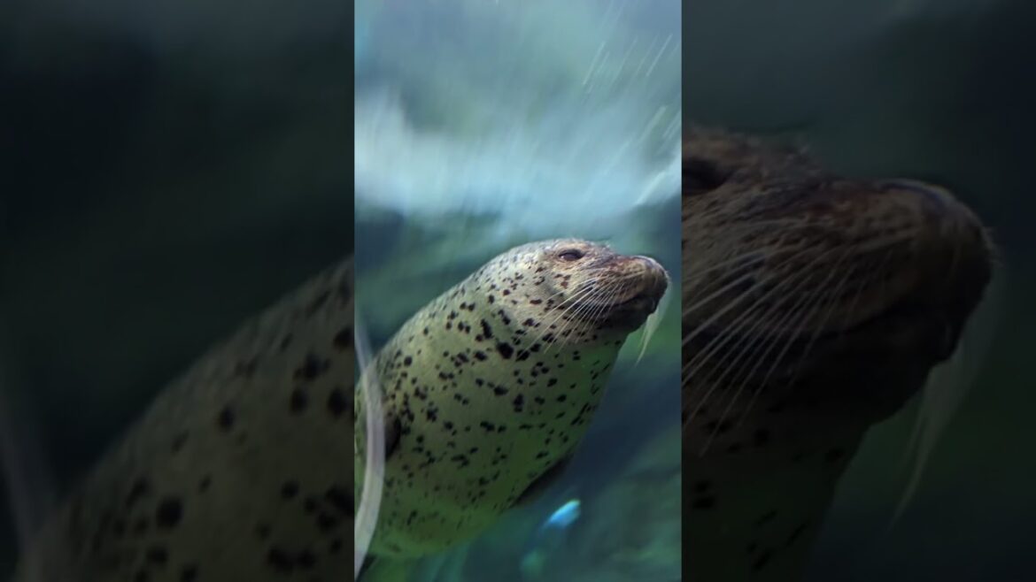 円山動物園！アザラシ編！