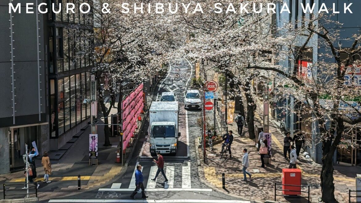 Tokyo Walk - 🌸 - Meguro River & Shibuya Sakura