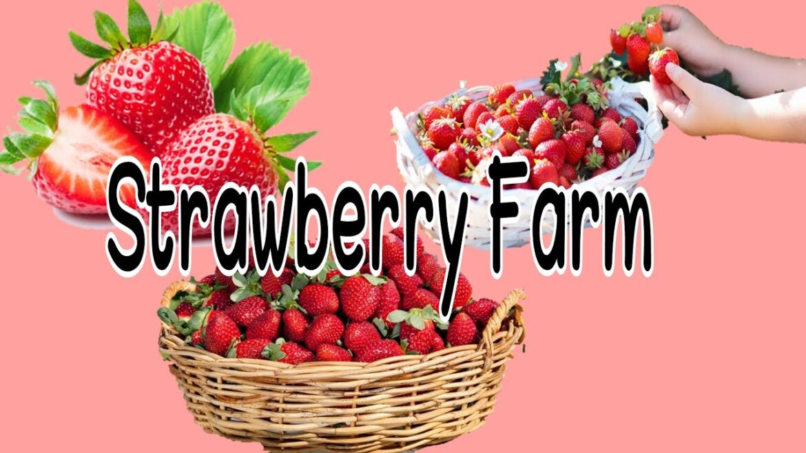 STRAWBERRY PICKING || STRAWBERRY FARM #picking #strawberry