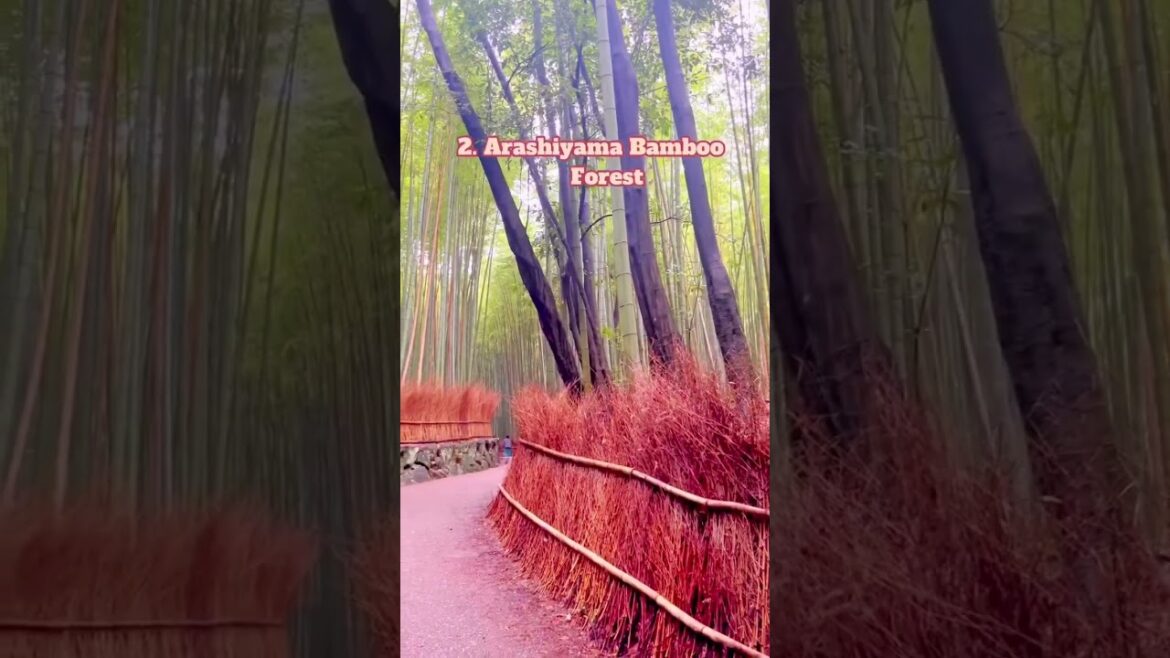 #short #japan #japanese #shorts #travel #vacation #explore #globetrotter #monde #voyage #short #japan #japanese #shorts #travel #vacation #explore #globetrotter #monde #voyage