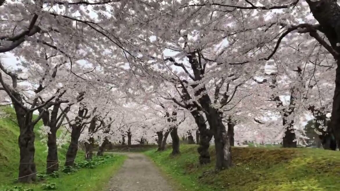 Cherry Blossom at Goryokaku in Hakodate (Hokkdaido, Japan)