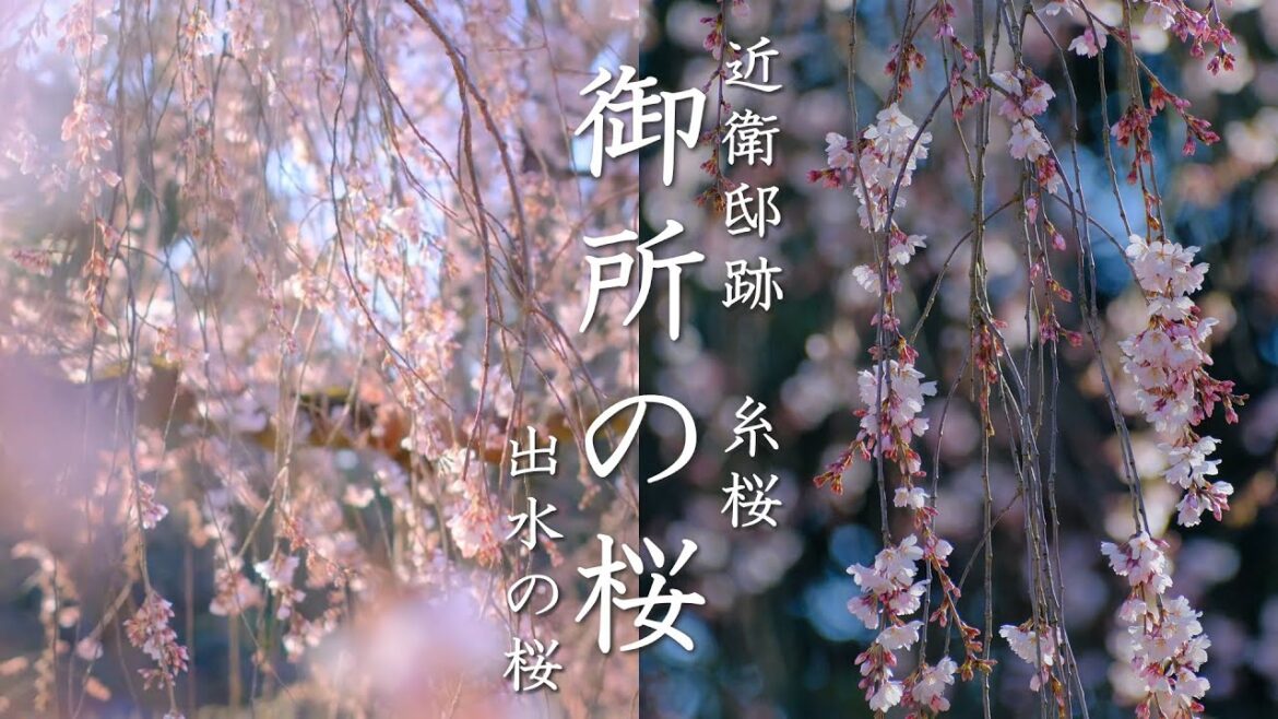 【梅・桃・桜そろう京都御所の春】近衛邸跡の糸桜・出水のしだれ桜・黒木の梅・木蓮 【梅・桃・桜そろう京都御所の春】近衛邸跡の糸桜・出水のしだれ桜・黒木の梅・木蓮