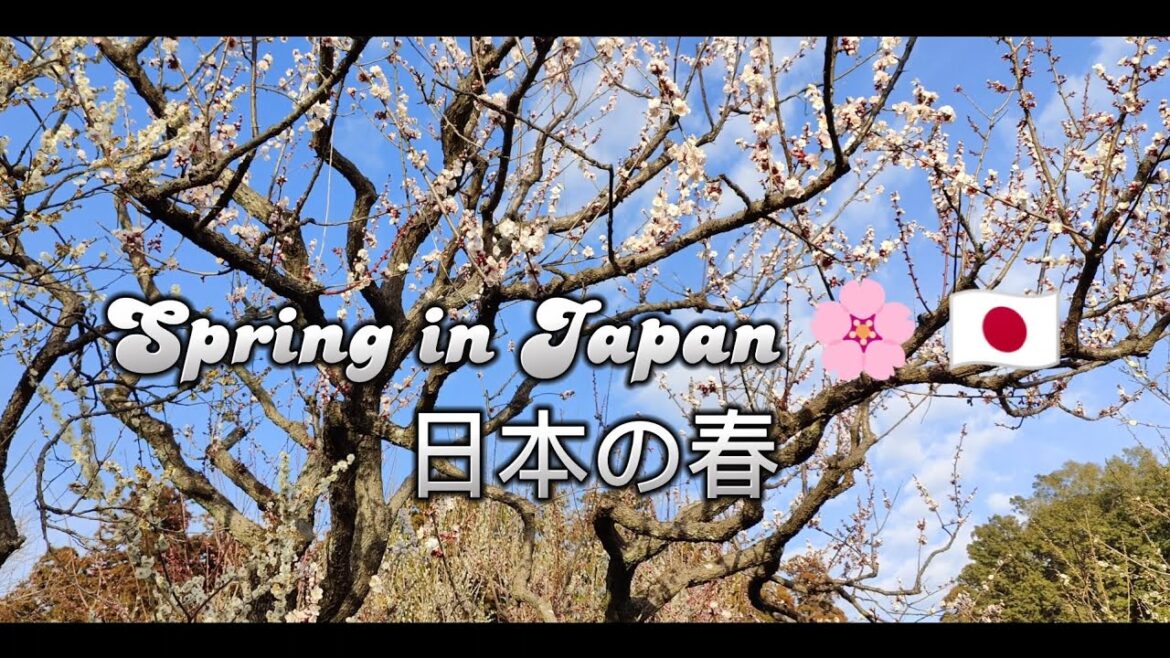 Spring in Japan #japan #spring #4k #4kultrahd #relaxingmusic #oneplus10pro #cherryblossom #sakura