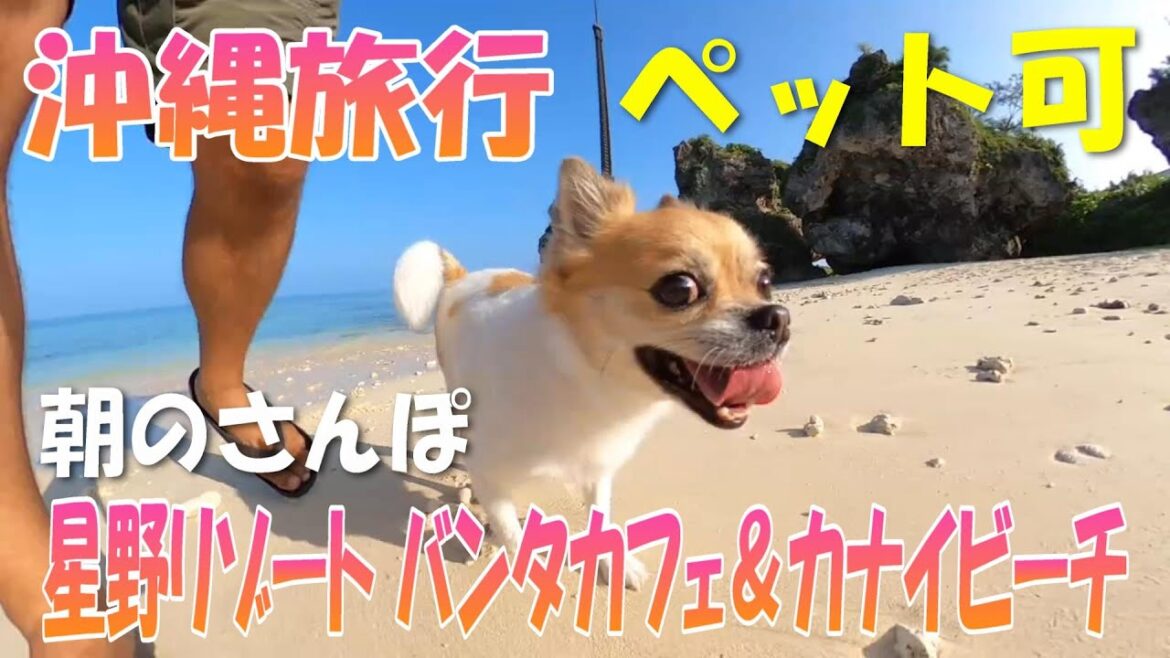 【バンタカフェ】【カナイビーチ】【沖縄旅行】【犬】【ペット可】【ビーチ】星野リゾート バンタカフェとカナイビーチ