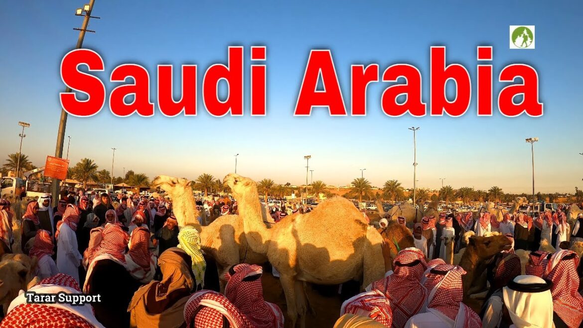 Walking in Saudi Arabia Camel Market 2023 Walking in Saudi Arabia Camel Market 2023