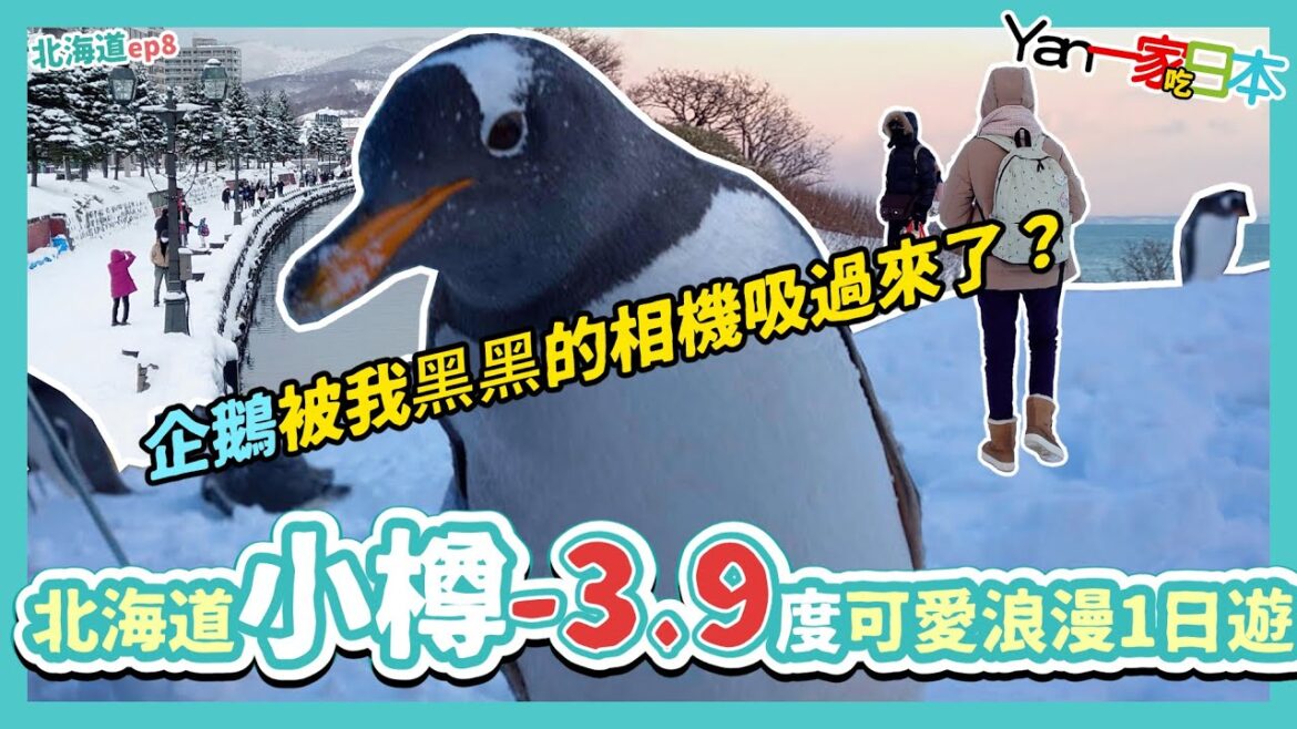 北海道小樽-3.9度可愛浪漫1日遊︱企鵝被我黑黑的相機吸過來了?︱ep8【YanTV一家吃日本】 北海道小樽-3.9度可愛浪漫1日遊︱企鵝被我黑黑的相機吸過來了?︱ep8【YanTV一家吃日本】