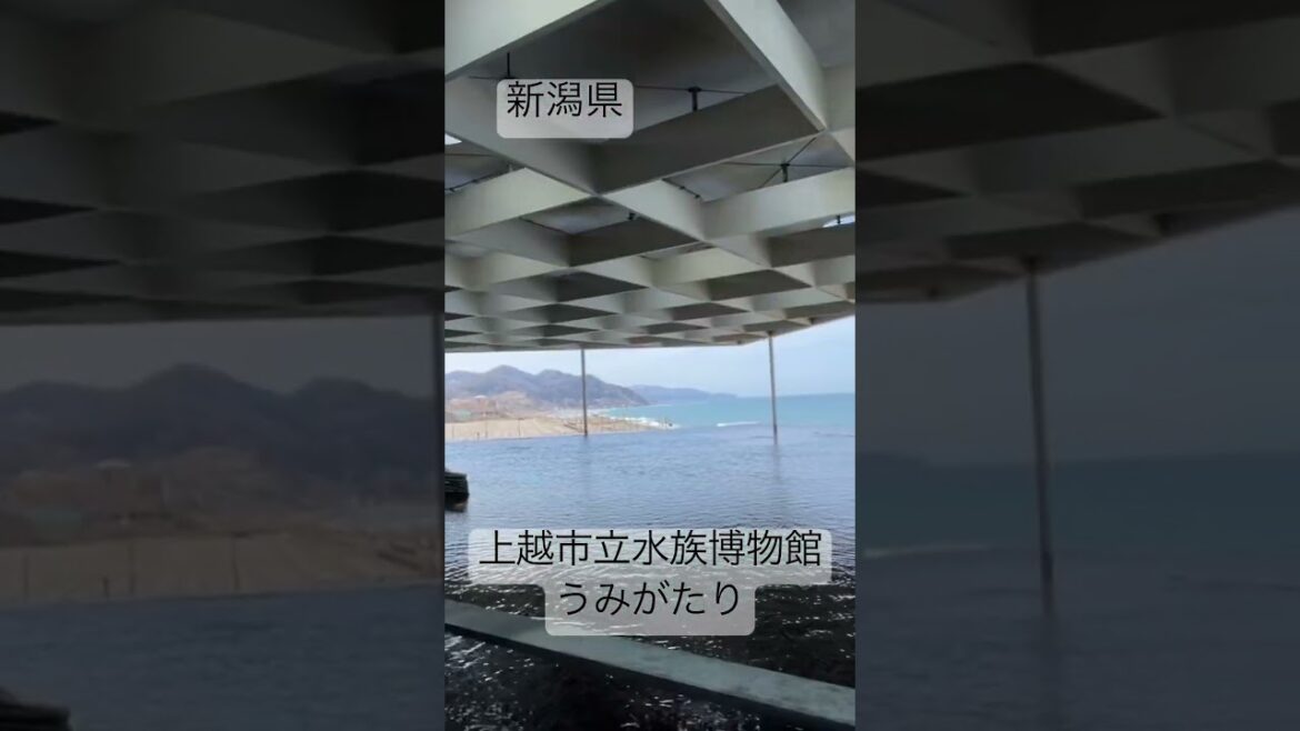 【新潟県観光地】お出かけスポット紹介　【新潟県上越市立水族博物館うみがたり】　#vlog #水族館 #おでかけ