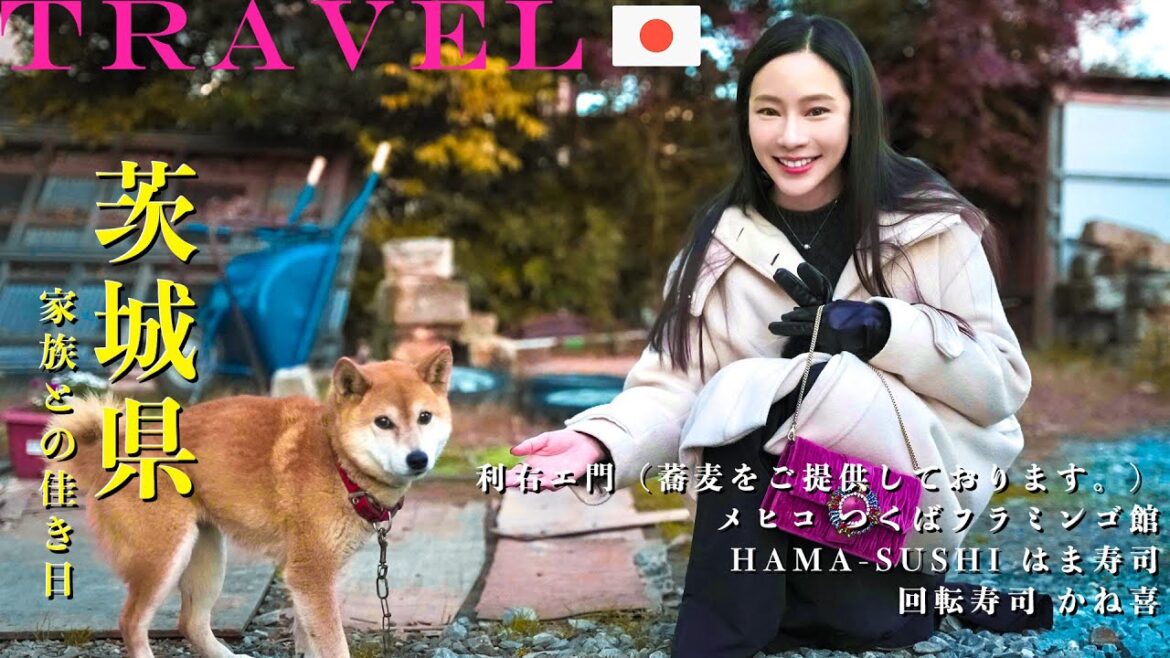 【日本🇯🇵茨城土浦旅行Ep.4】生日驚喜企劃🎂｜遛貓日常🐱｜必吃螃蟹料理🦀｜利右工門：蕎麥麵｜各價位迴轉壽司🍣｜戰利品開箱：刷具、襪子｜NinaWen Travel