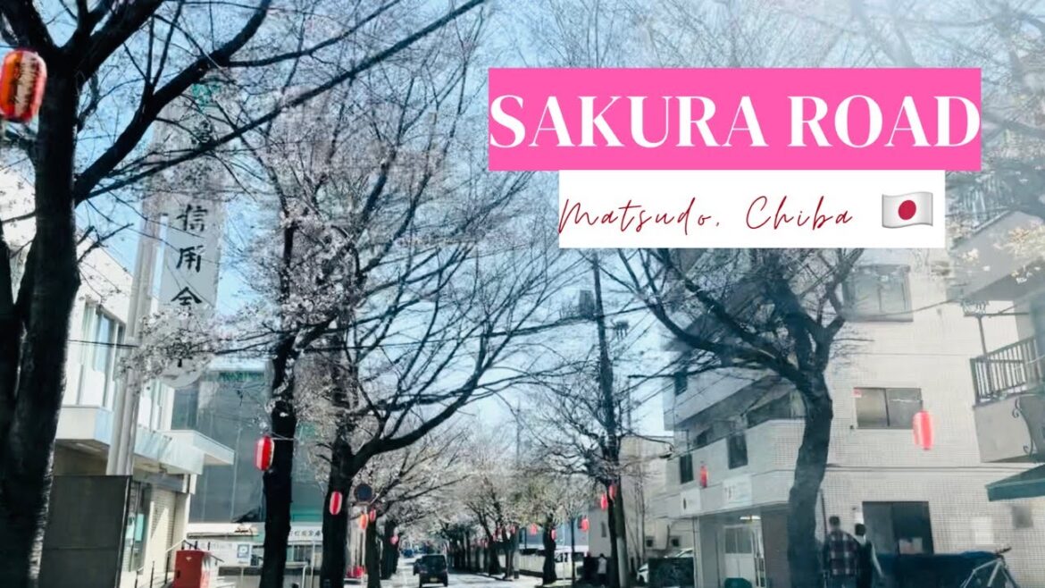 SAKURA ROAD | SAKURA STARTS BLOOMING | CHERRY BLOSSOM IN JAPAN SAKURA ROAD | SAKURA STARTS BLOOMING | CHERRY BLOSSOM IN JAPAN