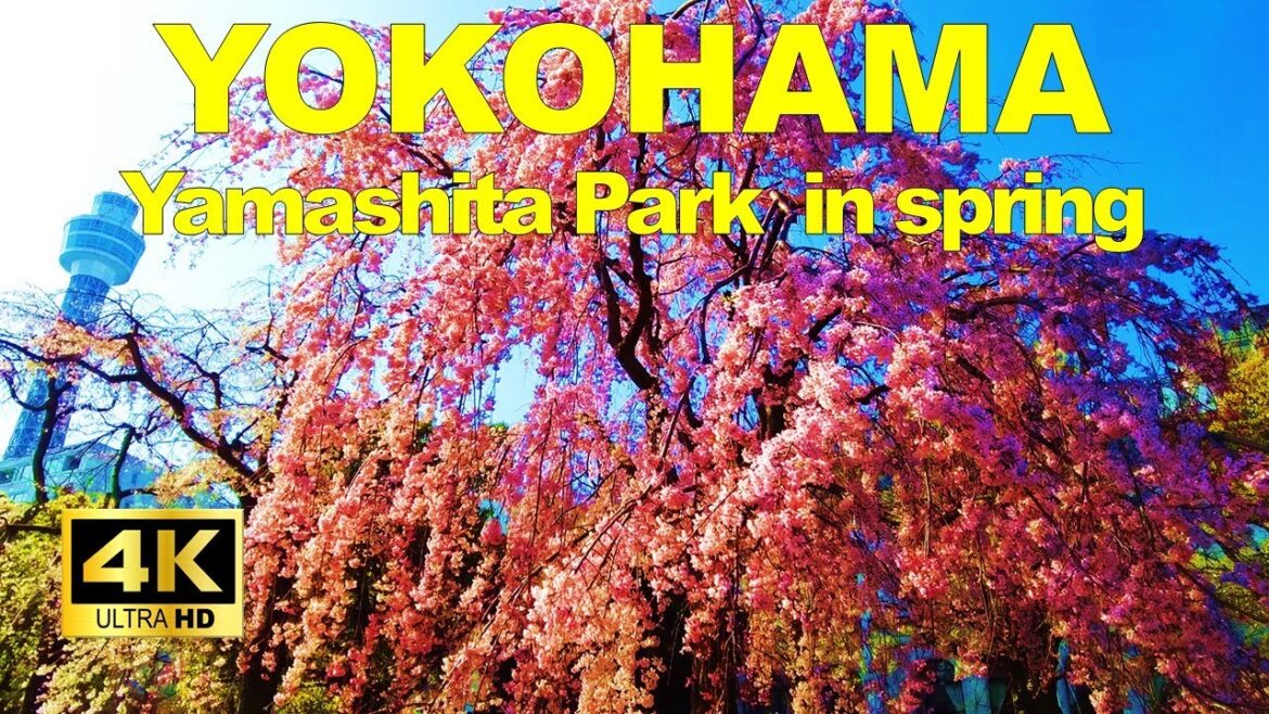 【4K🇯🇵】Yokohama Walking Tour - Yamashita Park "weeping cherry tree"
