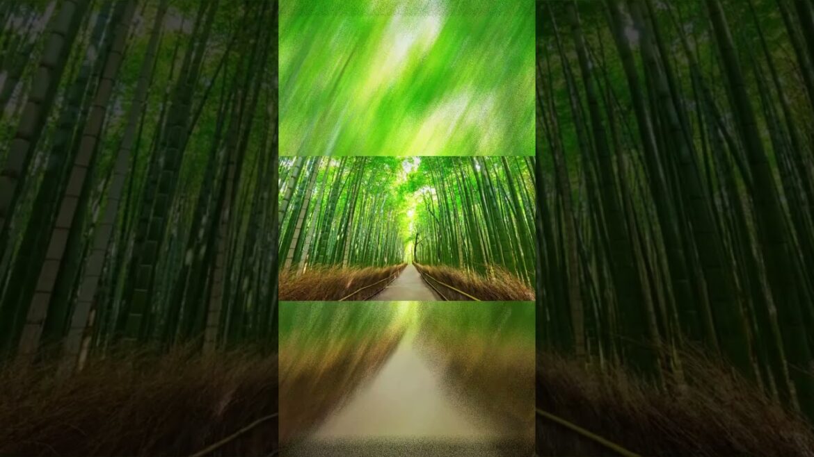 Amazing and Beautiful Places in the World  Natural and Man Made Wonders  Bamboo Grove   Japan Amazing and Beautiful Places in the World  Natural and Man Made Wonders  Bamboo Grove   Japan