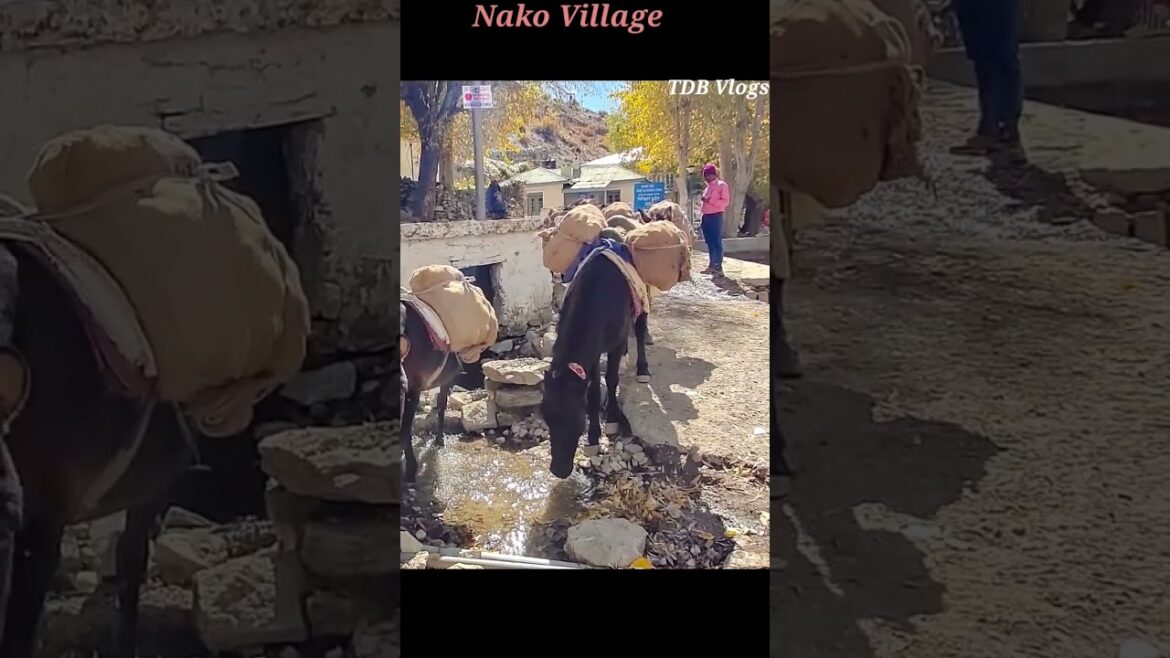 Nako Lake, Spiti Valley, Himachal Pradesh, Nako Village, Nako, Tabo, Spiti Valley Tour Guide