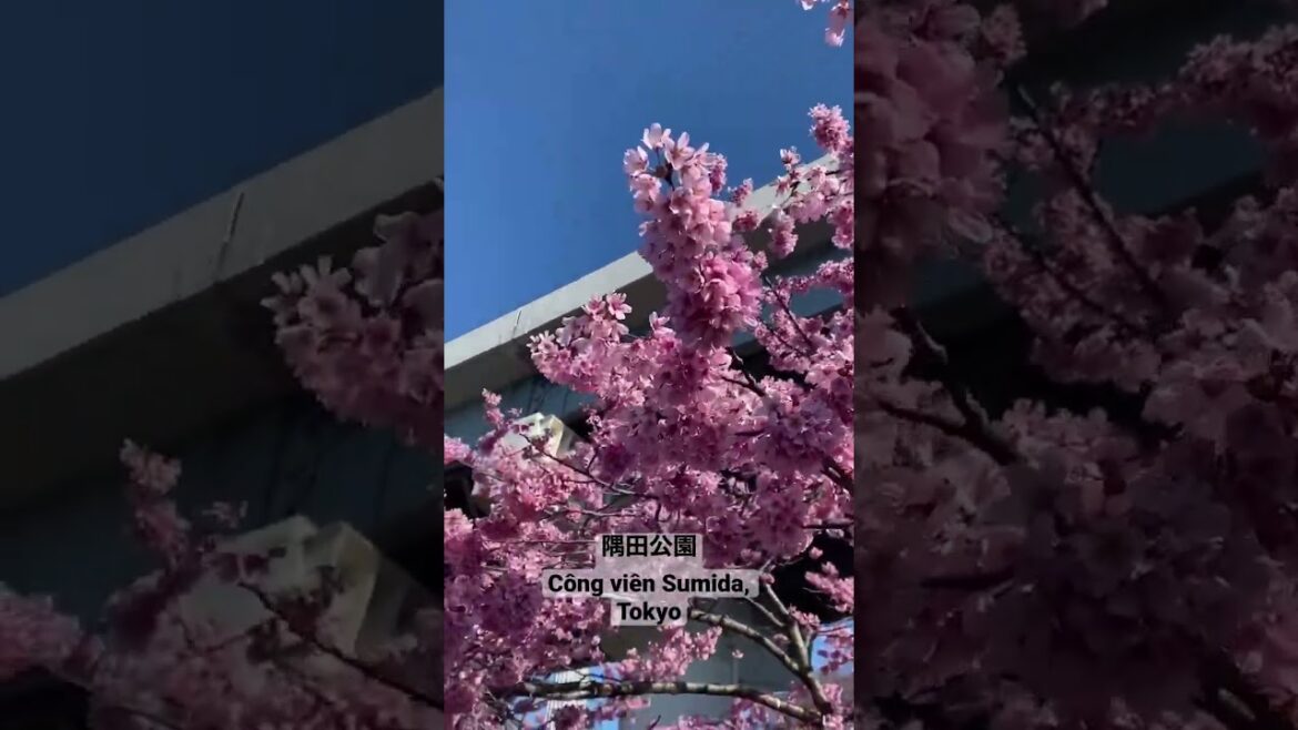 Tháng 3 hoa anh đào nở ở công viên bờ sông Sumida, Tokyo #shorts