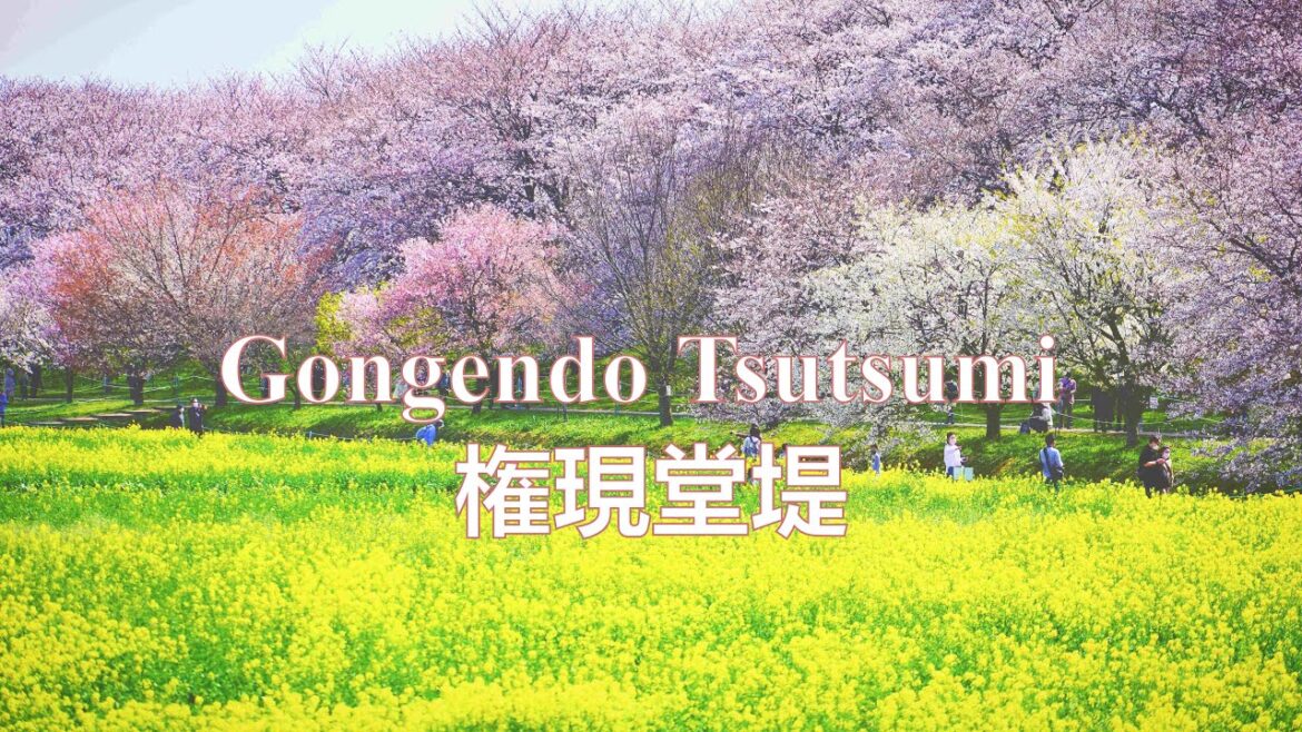 Gongendo Tsutsumi | Cherry blossom at Gongendo Park | gongendo tsutsumi | #権現堂堤 Gongendo Tsutsumi | Cherry blossom at Gongendo Park | gongendo tsutsumi | #権現堂堤
