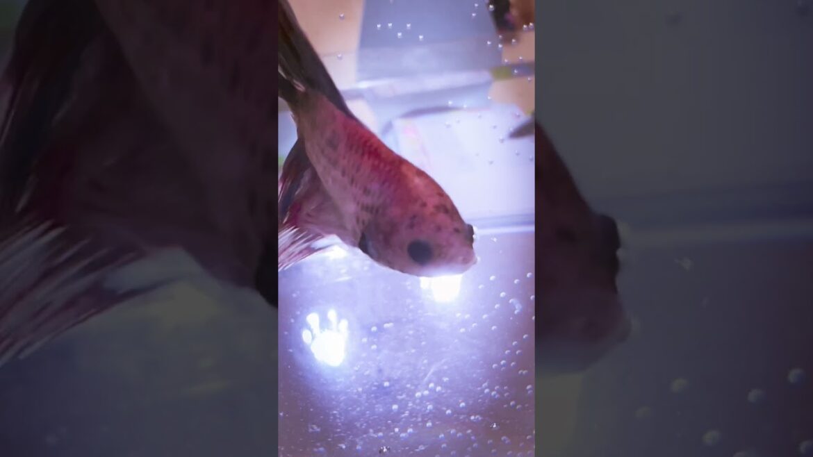 Exploring Wonders of Beta fish 🐠 🐡 #shortfeed #shorts#bluefish #redfish #aquarium #nagoya #travel