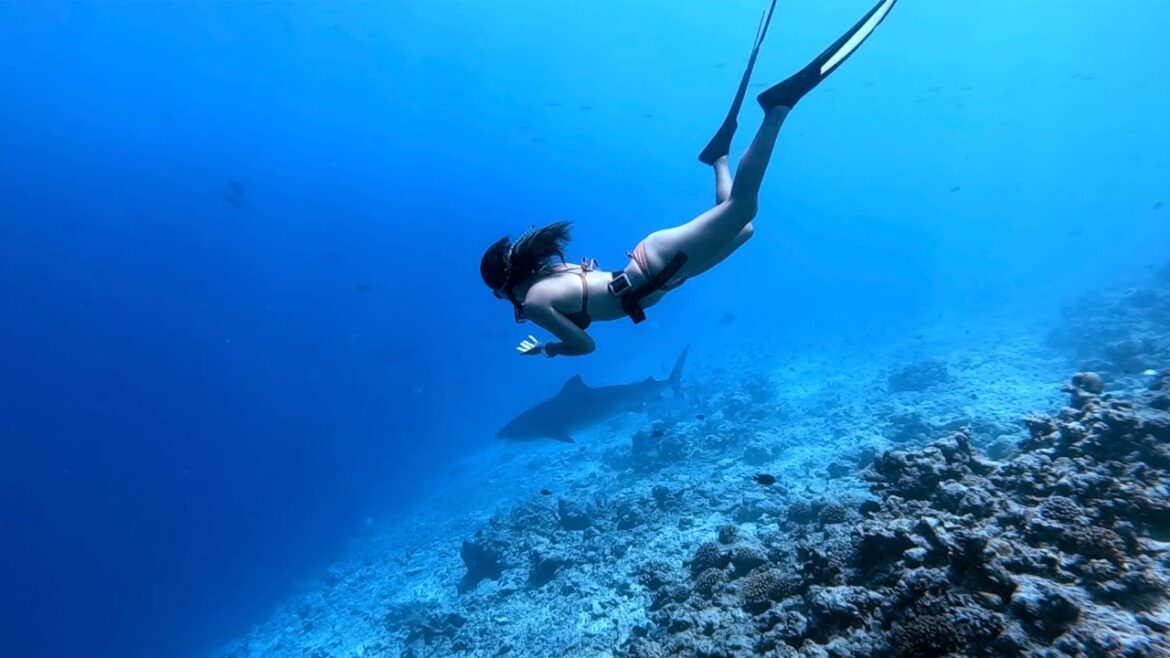 대만에서 몰디브까지 프리다이버 구독자들이 찾아왔습니다