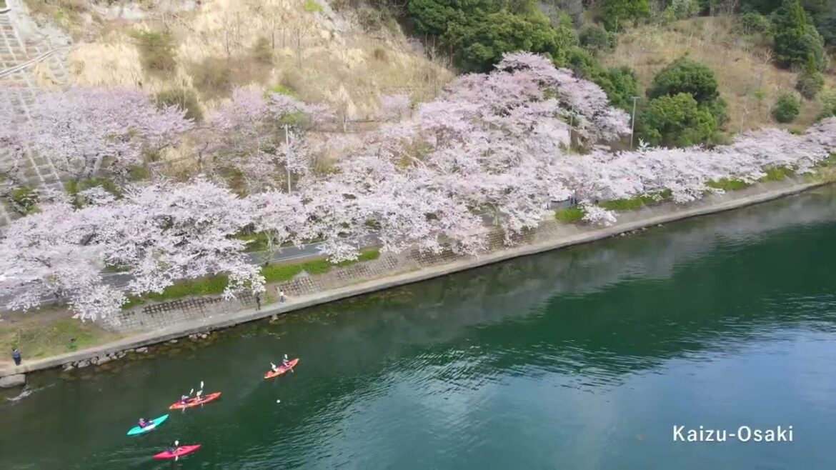 【Spring】Takashima City SHIGA  /Spectacular view just 50 minutes by train from Kyoto
