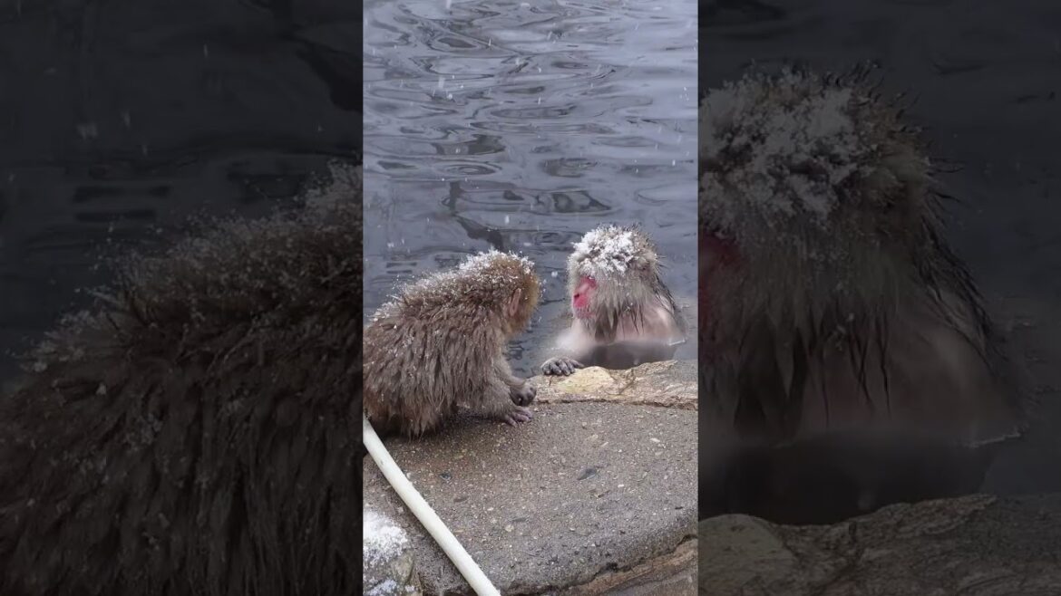 Monkeys in Hot Springs in Japan!
