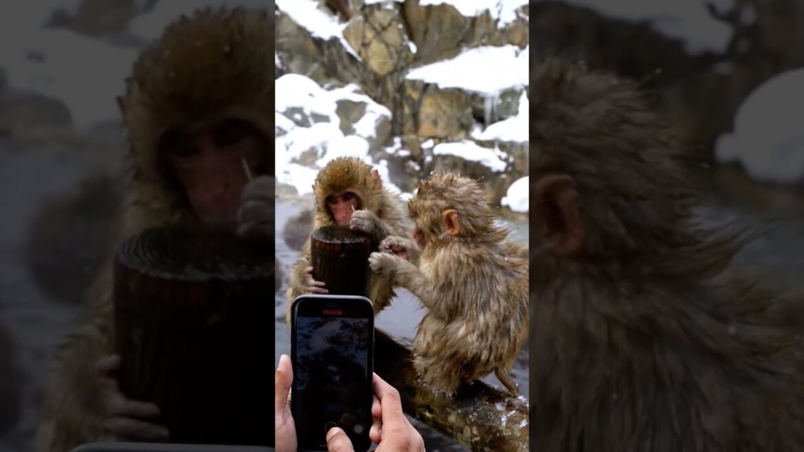 the snowy wonderland of Nagano Prefecture ❄️