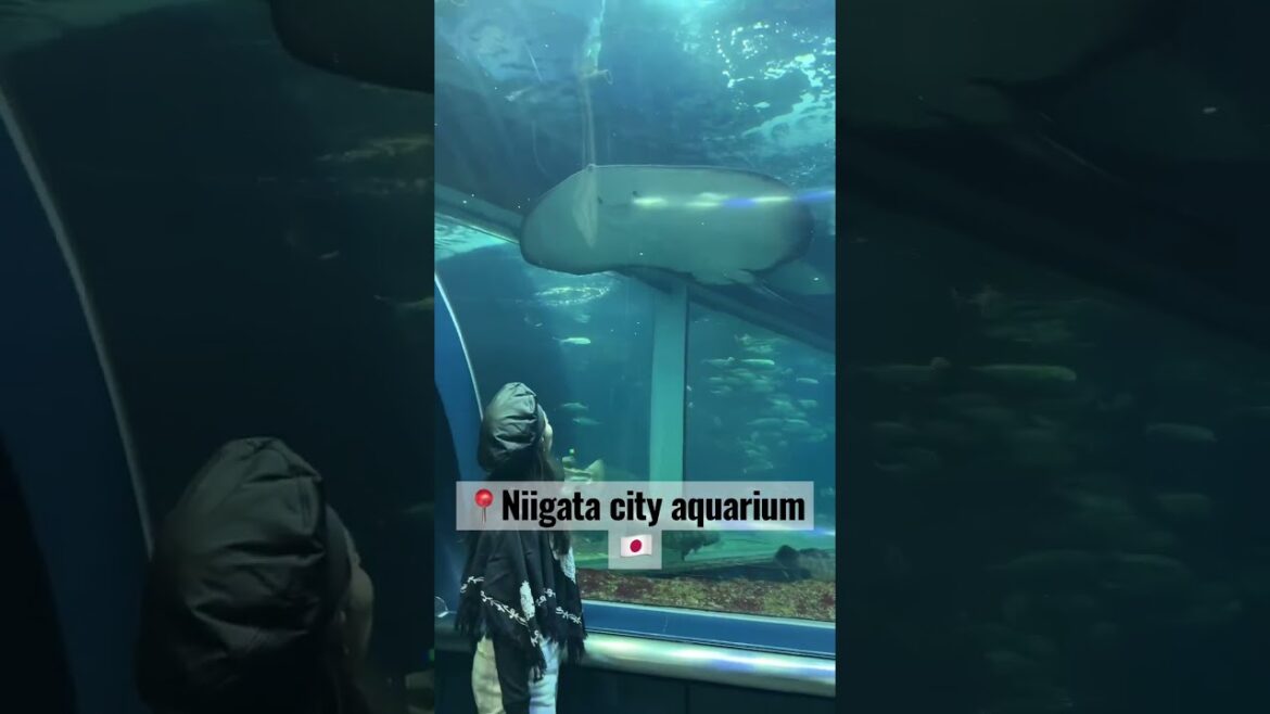 Aquarium in Niigata, Japan | Indian in Japan #travellife #traveljapan #ytshorts #shortvideo