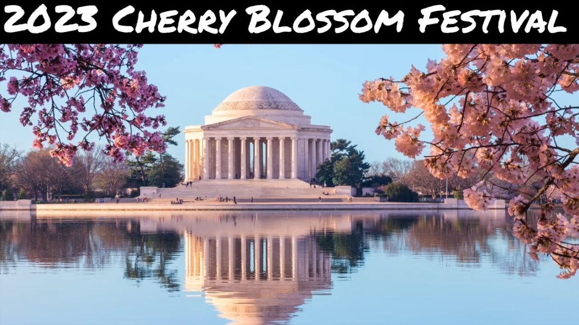 Don't Miss Out! 2023 DC National Cherry Blossom Festival Preview & Must See Spots!