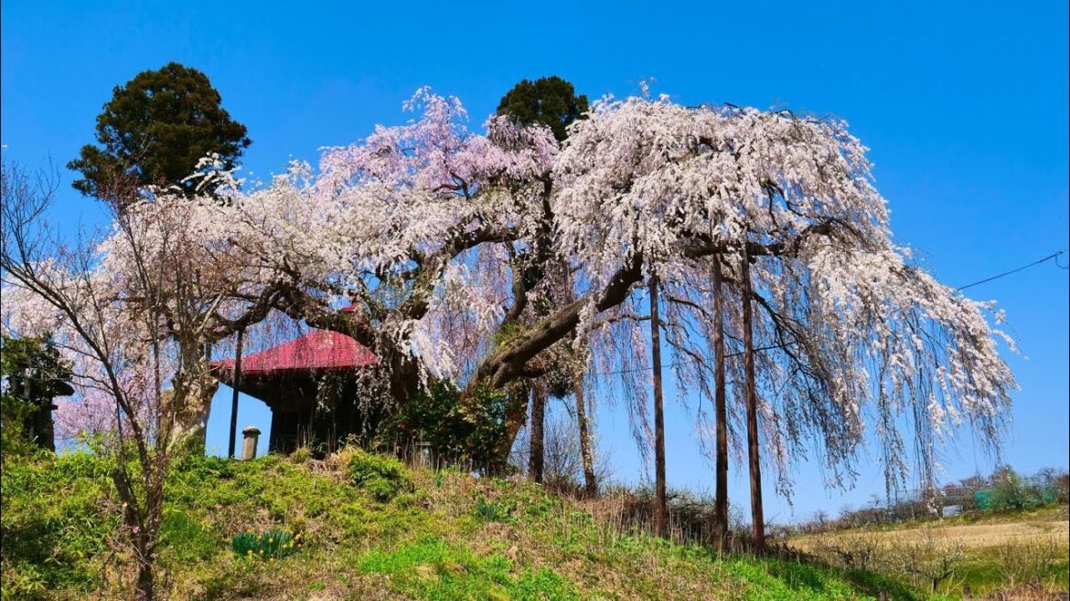 4K HDR 山形 足ノ口観音堂のシダレザクラ Yamagata,Sakura at Ashinokuchikannondo