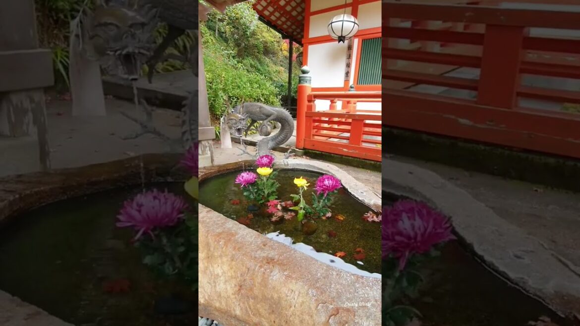 Kyoto is so beautiful ⛩️🇯🇵 #kyoto #japan #japon #kioto #travel #日本 #京都