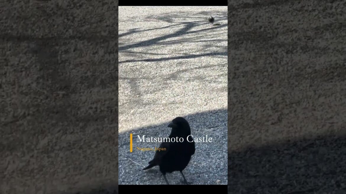 Matsumoto Castle Nagano Japan