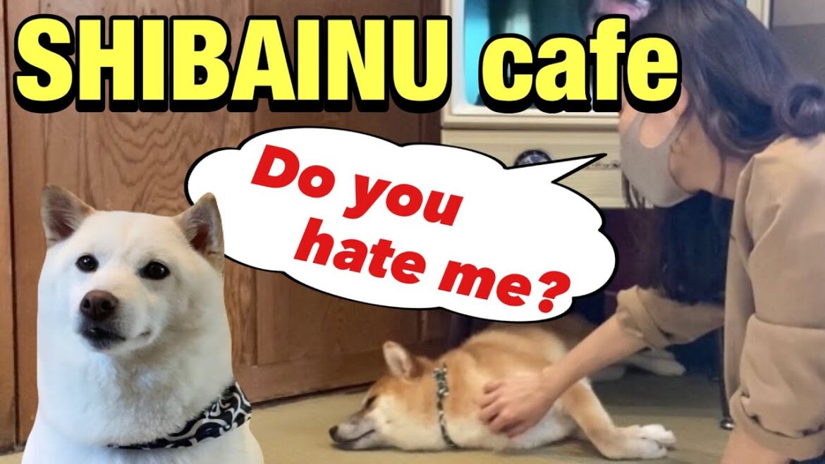 SHIBA DOG Cafe in Shibuya, Tokyo☆【Japan vlog】 SHIBA DOG Cafe in Shibuya, Tokyo☆【Japan vlog】