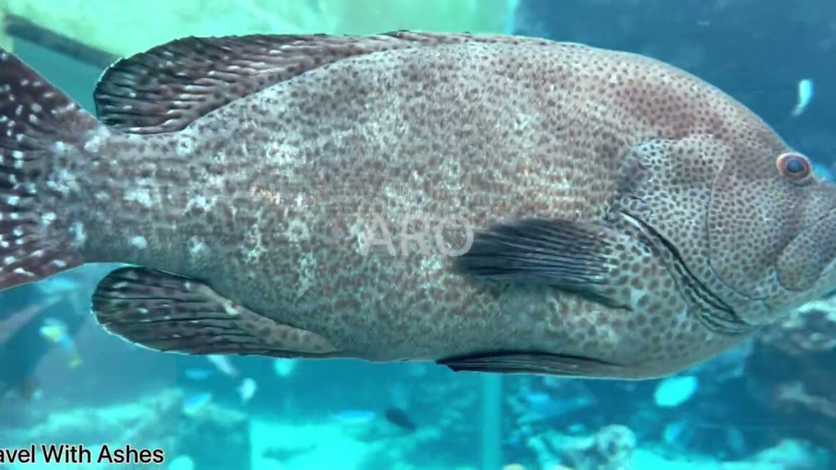 Okinawa Churaumi Aquarium | NAGO