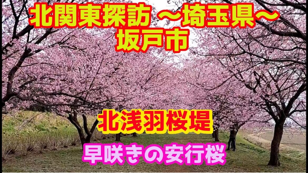 北関東探訪　北浅羽桜堤・安行桜～埼玉県坂戸市を行く～