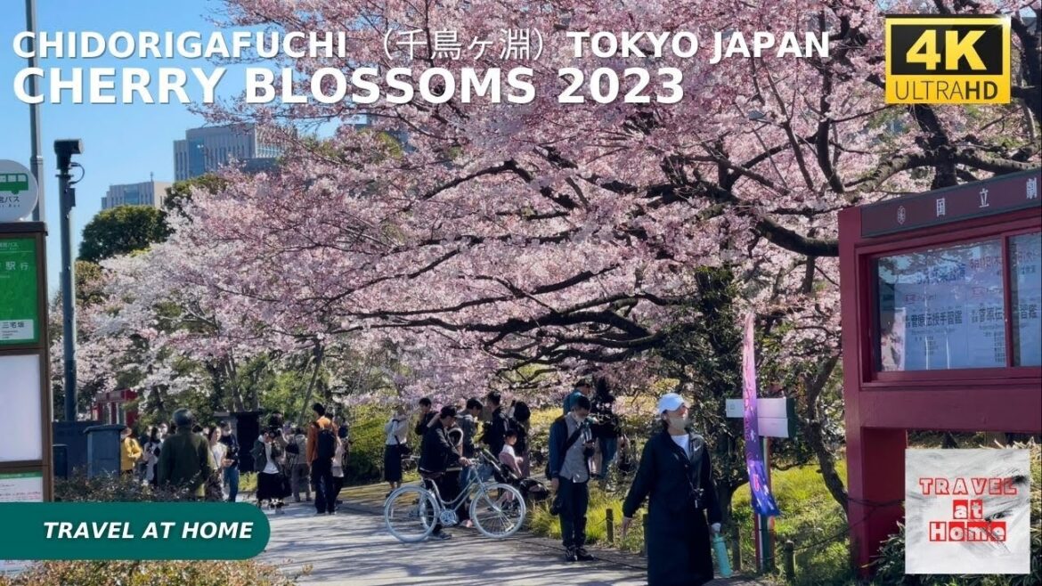 4k hdr Japan cherry blossoms 2023 | Walk in Chidorigafuchi (千鳥ヶ淵) | The best sakura viewing spots. 4k hdr Japan cherry blossoms 2023 | Walk in Chidorigafuchi (千鳥ヶ淵) | The best sakura viewing spots.