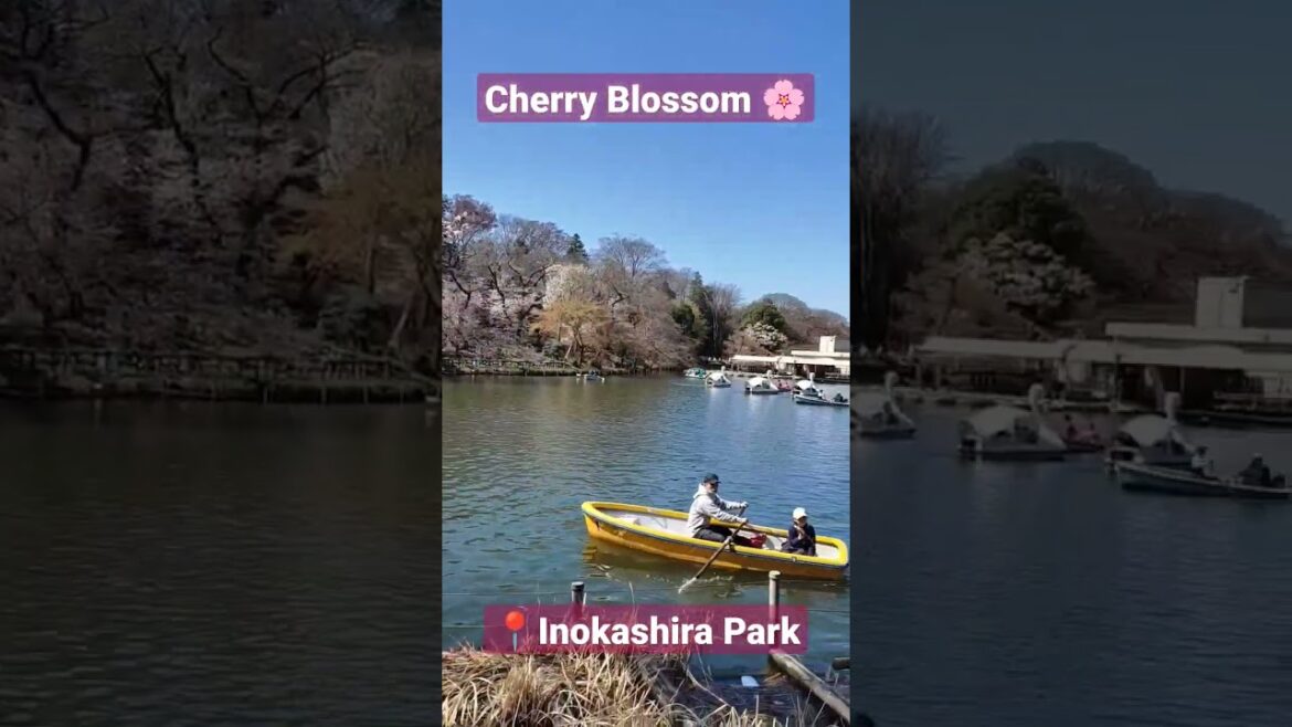 Cherry Blossoms of Inokashira Park🌸 #cherryblossom #cherryblossoms #tokyo #shorts