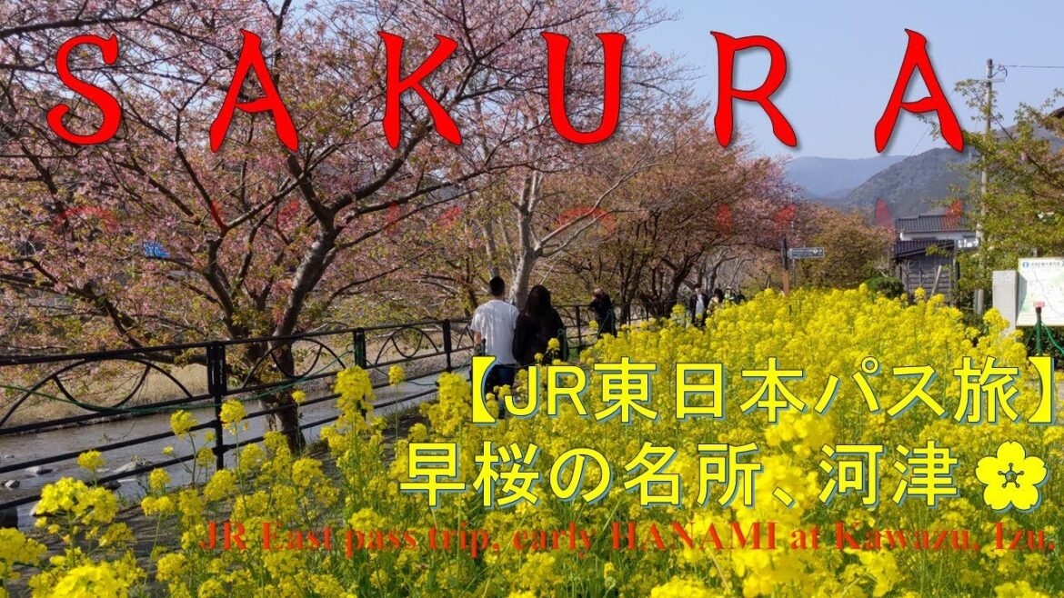 【お花見】🌸早桜の名所🌸河津で一足先の観桜 Early sakura, Kawazu, Izu, Shizuoka pref 【お花見】🌸早桜の名所🌸河津で一足先の観桜 Early sakura, Kawazu, Izu, Shizuoka pref