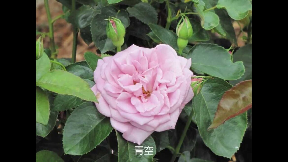 はままつフラワーパーク バラ園 Hamamatsu Flower Park Rose Garden はままつフラワーパーク バラ園 Hamamatsu Flower Park Rose Garden