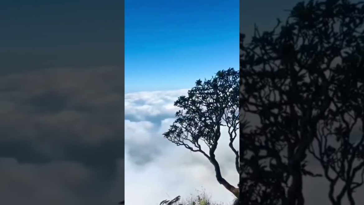 #shorts The Best 💕🤟💕💚 wellcome To  Sri Lanka' 🛑#youtubeshorts 💕🤟 #vairal 🌍Travel world