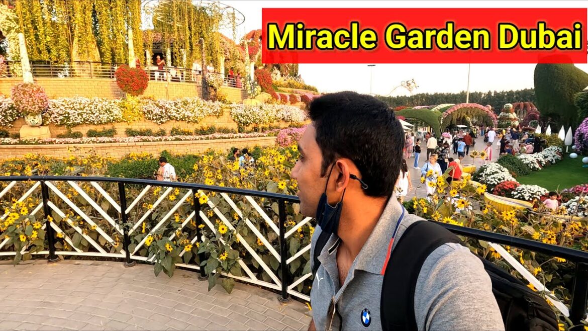 Miracle Garden Dubai | Best Places To  Visit in Dubai | Dubai Tourist Attractions Miracle Garden Dubai | Best Places To  Visit in Dubai | Dubai Tourist Attractions