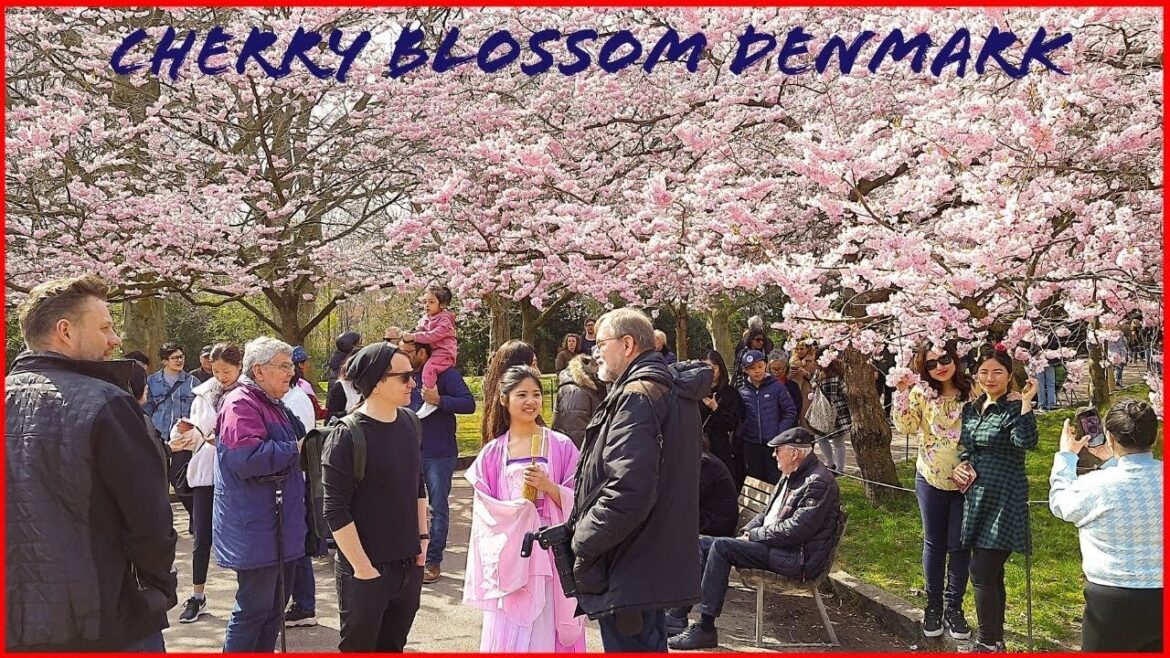 Cherry Blossom Garden Tour 2022 | The Worlds Famous Sakura Tree in Copenhagen Denmark Europe Cherry Blossom Garden Tour 2022 | The Worlds Famous Sakura Tree in Copenhagen Denmark Europe