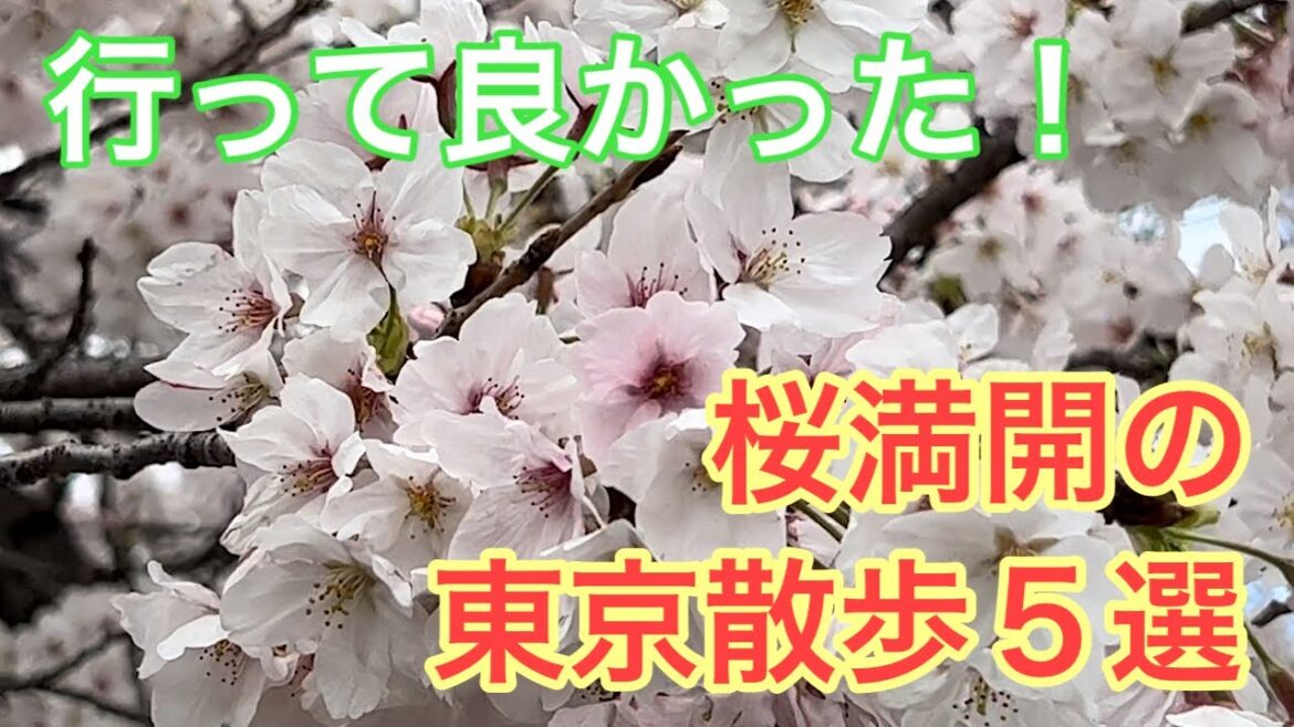 東京観光③　2023年春、桜満開の東京を散歩してきました！！ Tokyo, cherry blossom, travel