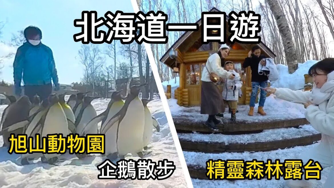 北海道一日遊 旭山動物園 白鬚瀑布 晚上更美的精靈森林露台