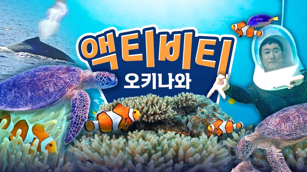 일본 오키나와 여행 액티비티 모음집 🐋혹등고래 🐢거북이｜스노쿨링｜푸른동굴
