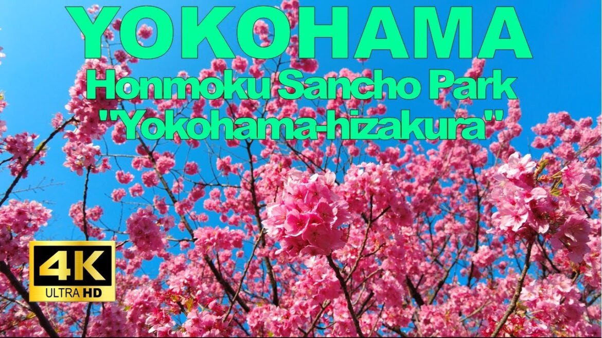 【4K🇯🇵】Yokohama Walking Tour - Honmoku Sancho Park "Yokohama-hizakura"