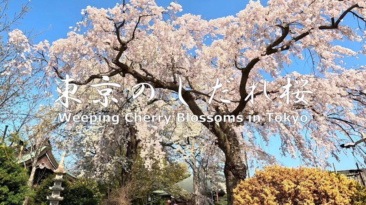 4K NON-STOP Walking around temples in Tokyo with weeping cherry blossoms.　東京のしだれ桜（東郷寺～妙法寺）を歩く