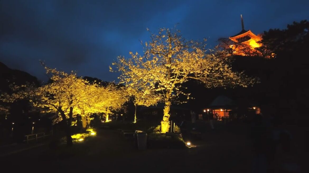 【4K🇯🇵】Yokohama Walking Tour - Illuminated cherry blossoms in Sankeien