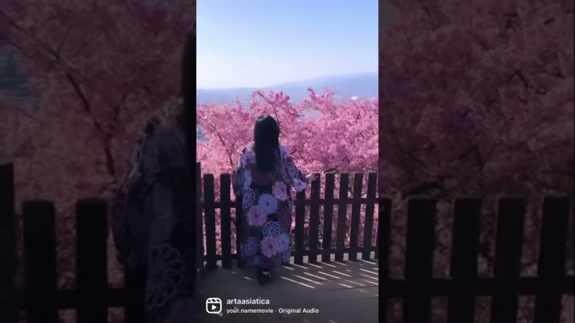 πΈ Sakura Full Bloom With A View Of Mt. Fuji π πΈ Sakura Full Bloom With A View Of Mt. Fuji π