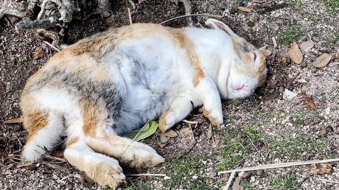 A trip to go Rabbit Island in Japan A trip to go Rabbit Island in Japan