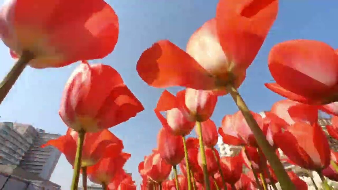 Beautiful Tulip Garden in Kobe | Japan