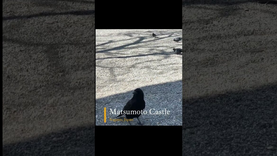 Matsumoto Castle Nagano Japan