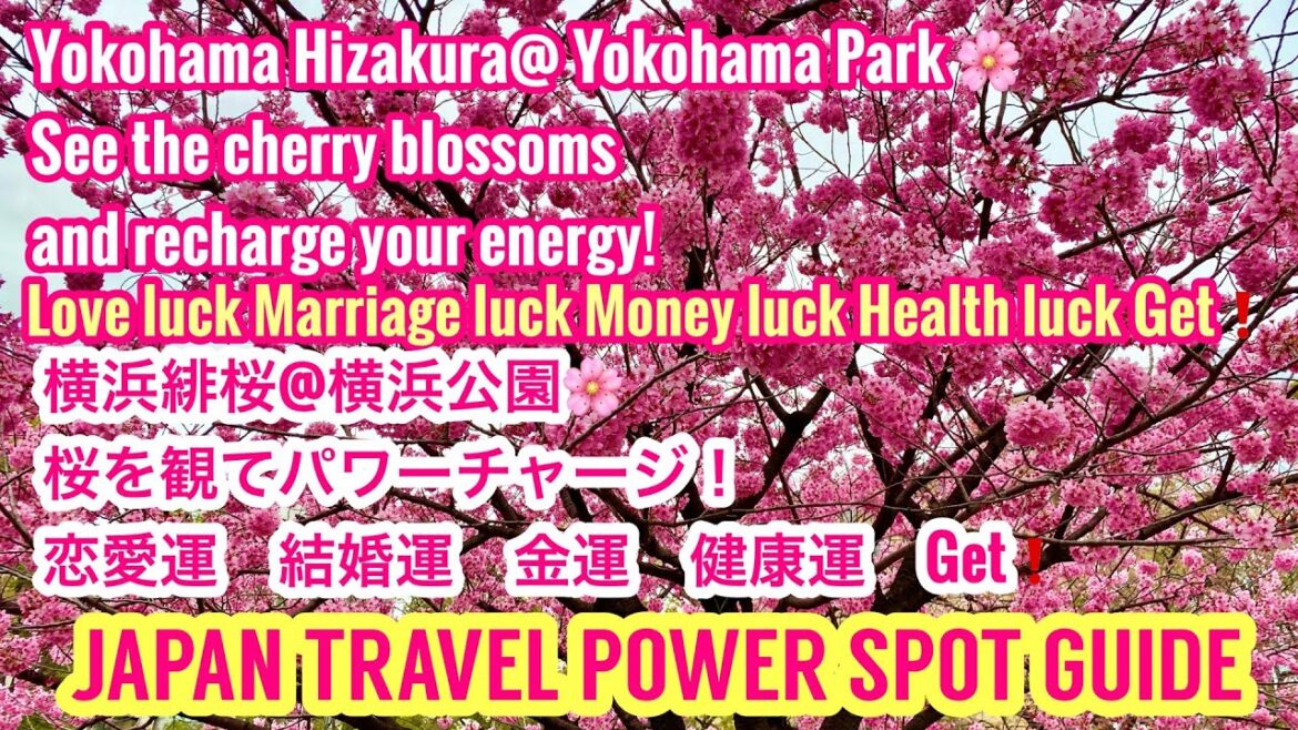 Yokohama Hizakura🌸 Yokohama Park 🌸 recharge your energy! 横浜緋桜　横浜公園🌸桜観てGetPower！恋愛運　結婚運　金運　健康運❗️