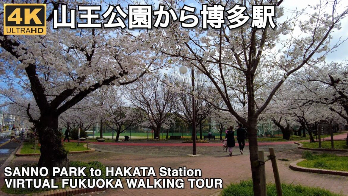 博多山王公園桜から博多駅へ歩く4k virtual Fukuoka walking tour cherry blossoms at Sanno Park to Hakata Sta.